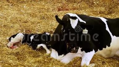<strong>初生</strong>牛犊首次挺身而出.. 荷斯坦母乳牛也是从稻草中产生的，用来检查她的新宝宝